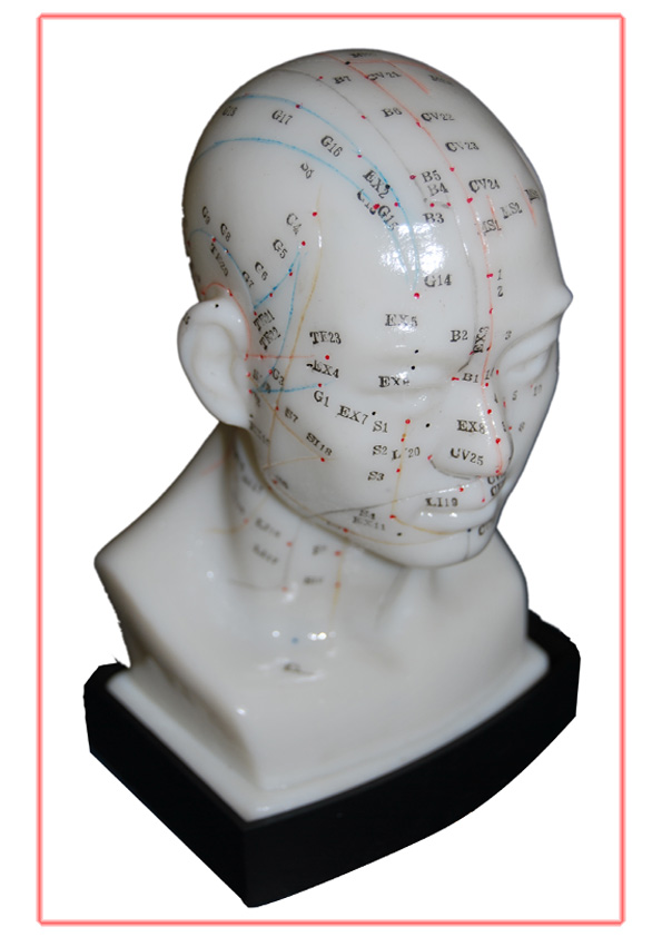 Male Human Acupuncture Model